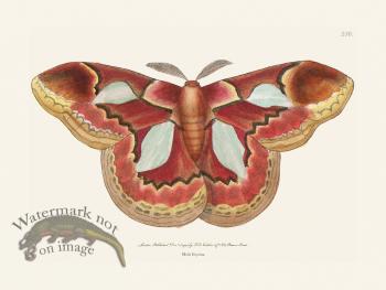 230 Moth Erycina